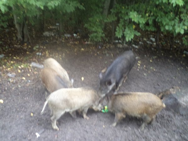 На Волині дикі кабани без страху розгулюють по селах